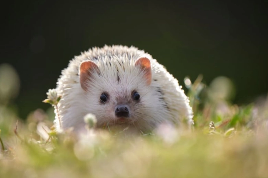 best small pets for handling