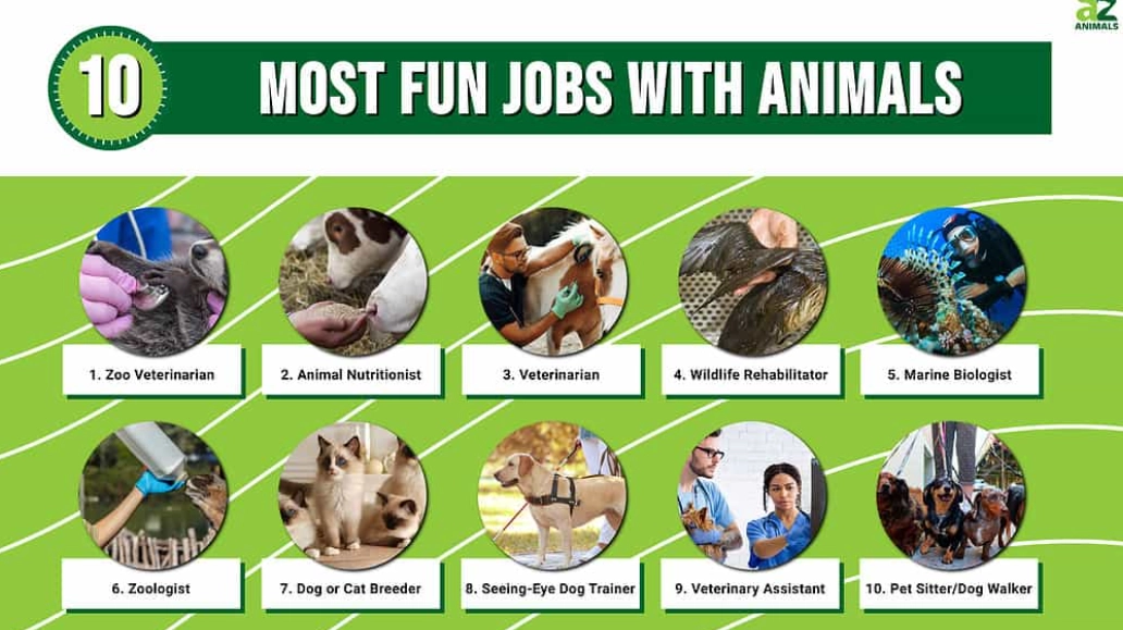no degree animal careers no degree animal careers