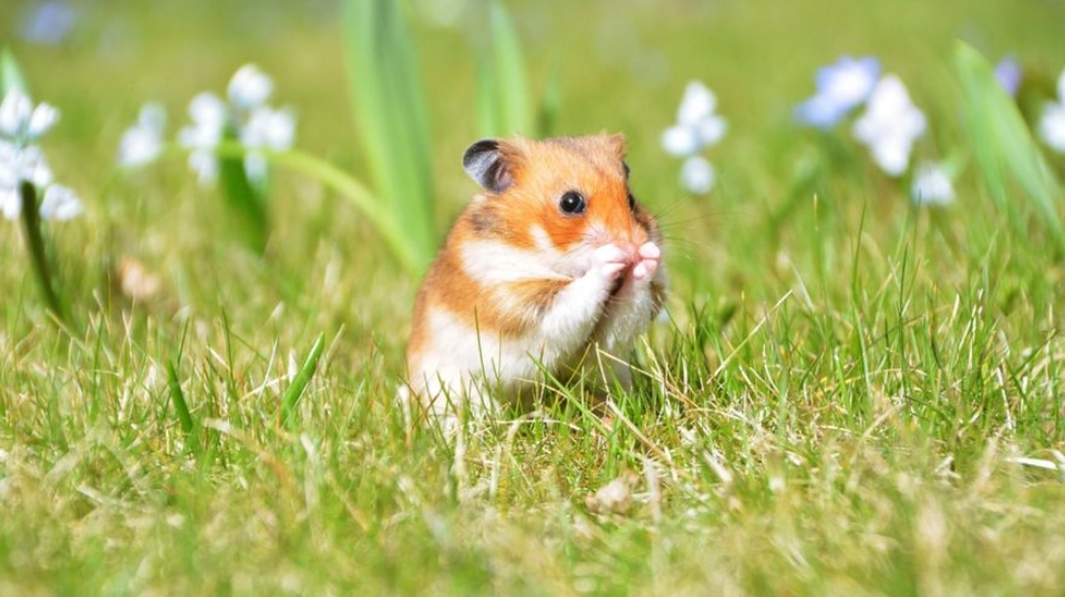 easy care affectionate pets