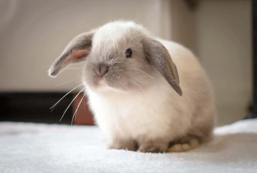 best pets for beginners