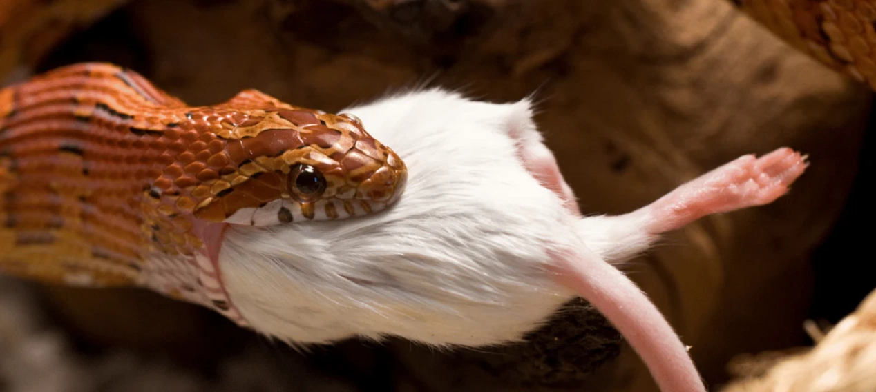 signs of overfeeding snake signs of overfeeding snake