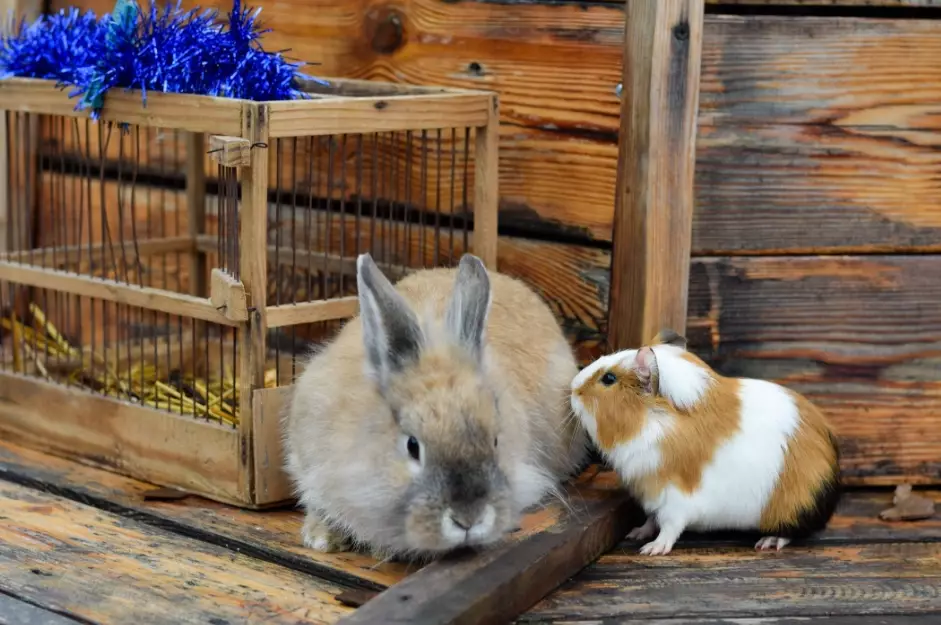 emotional support animals