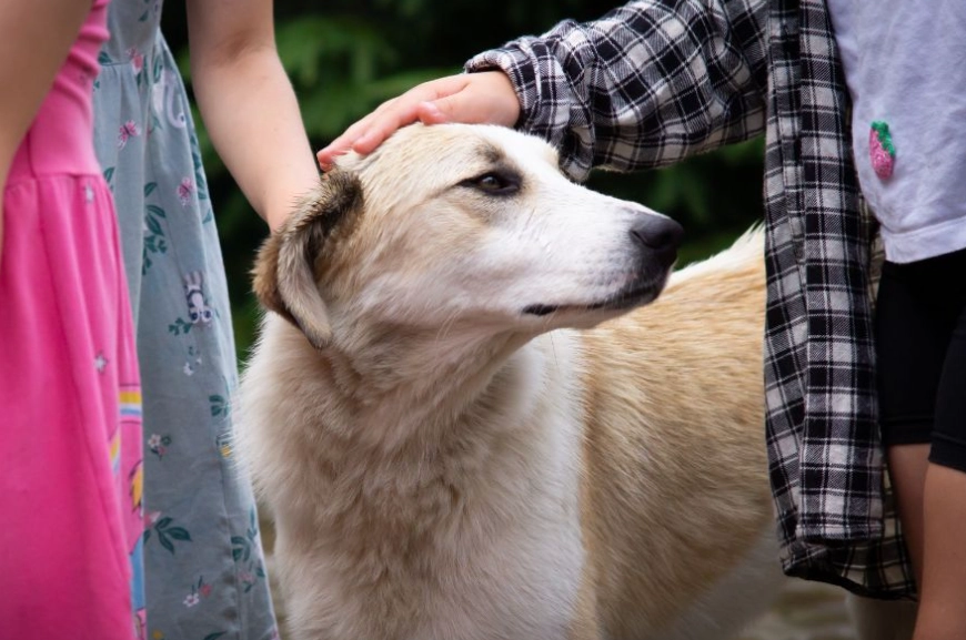 decompression period for pets