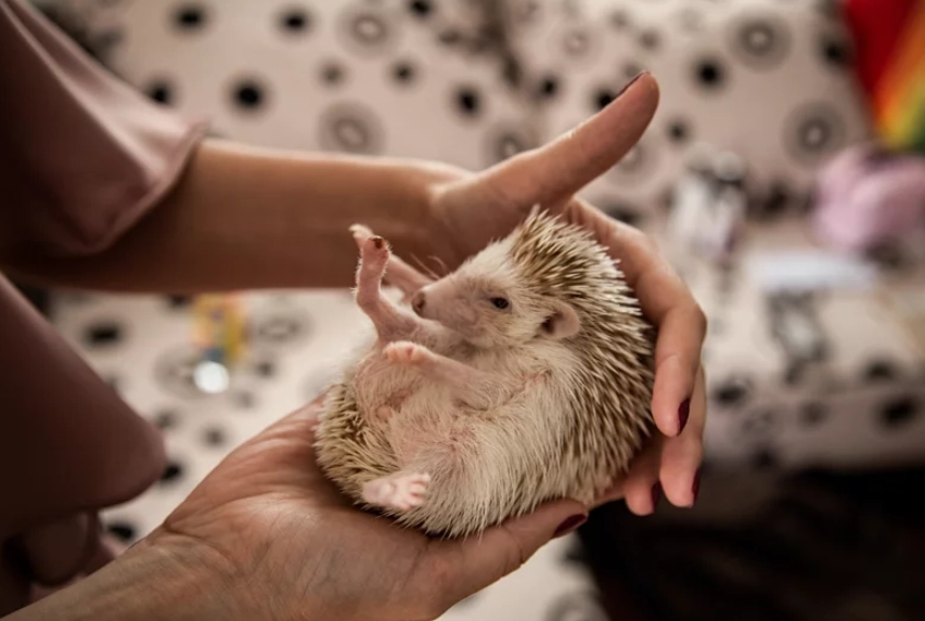 cuddly small animals