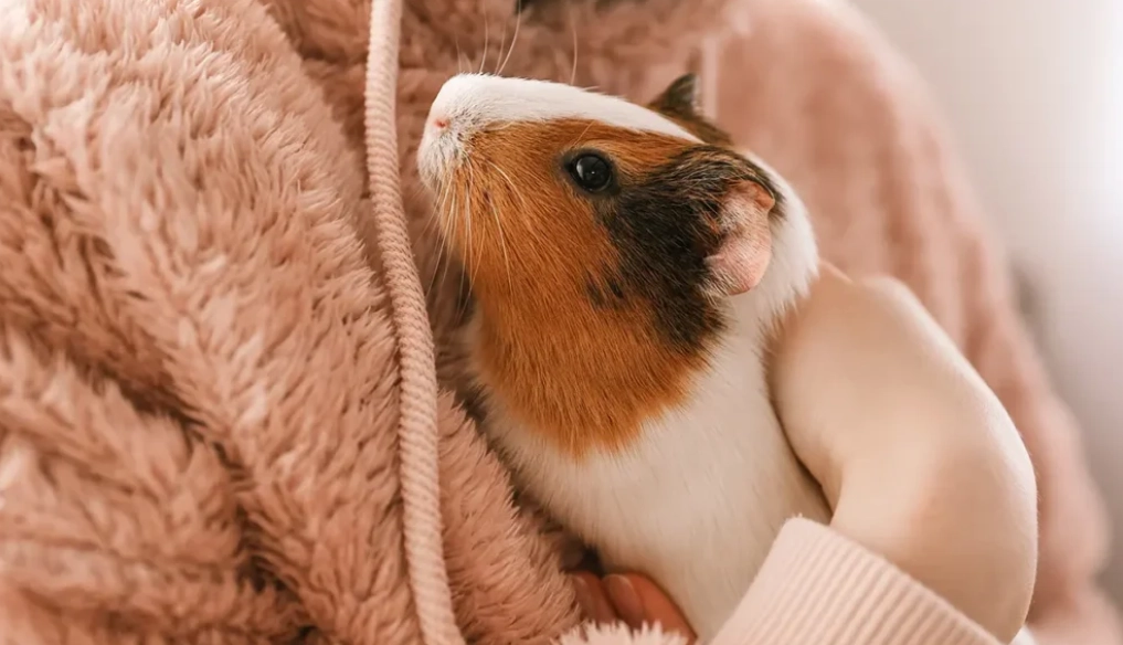 best small pets for companionship