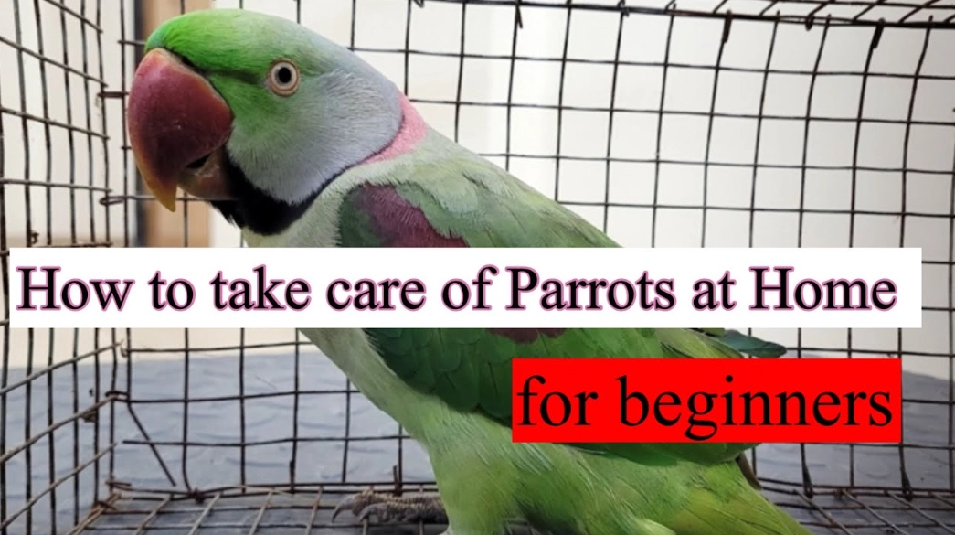 how to care for a parrot