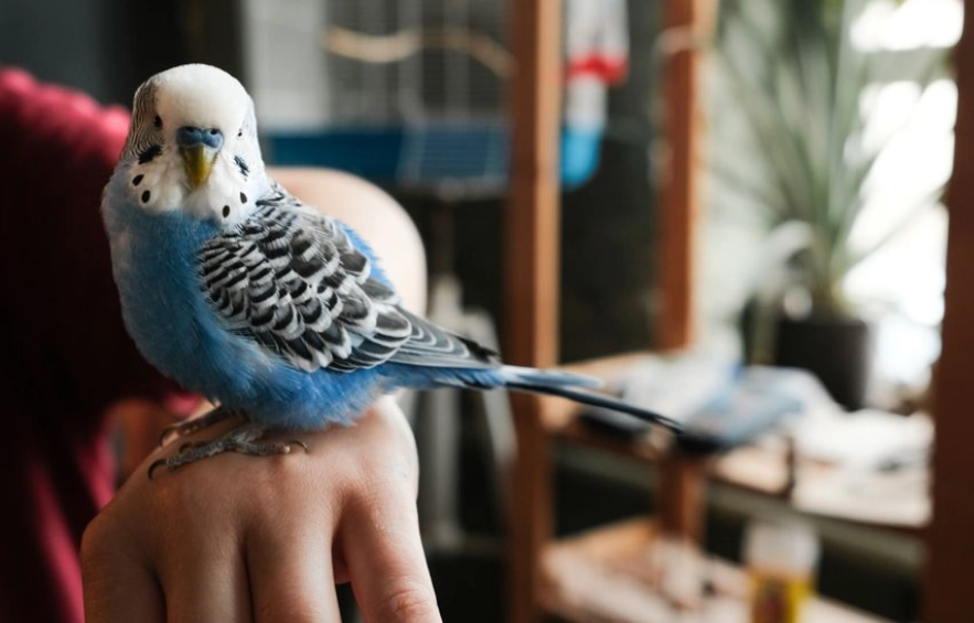 best small pets for handling