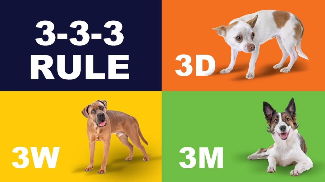 What is the 3-3-3 rule for pets?