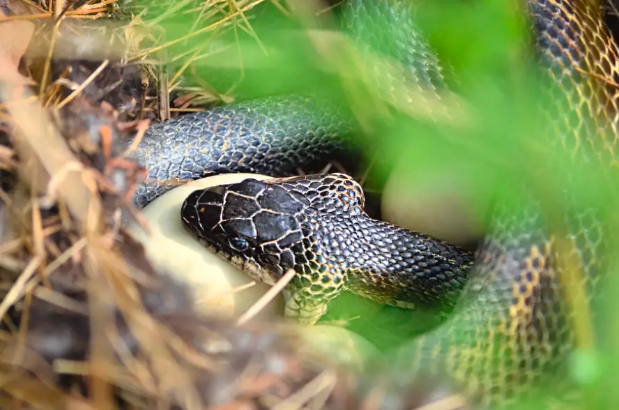 snake behavior hunger snake behavior hunger