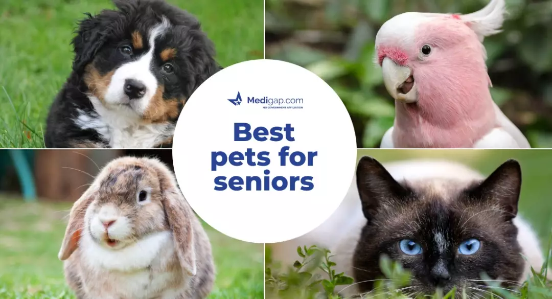 best small pets for adults