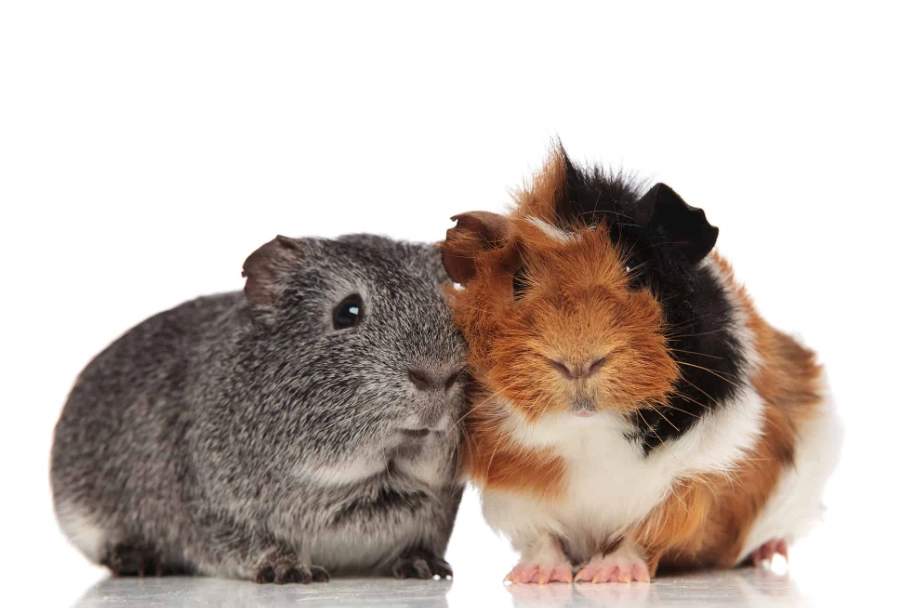 Small pets that are easy to take care of