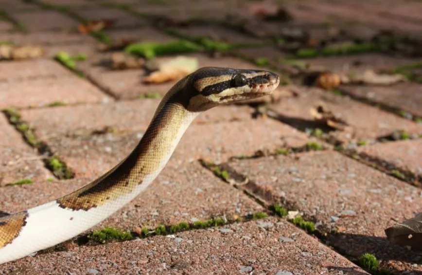 feeding pet snake feeding pet snake