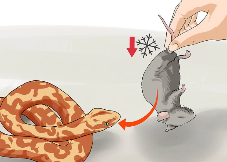 how much to feed a snake how much to feed a snake