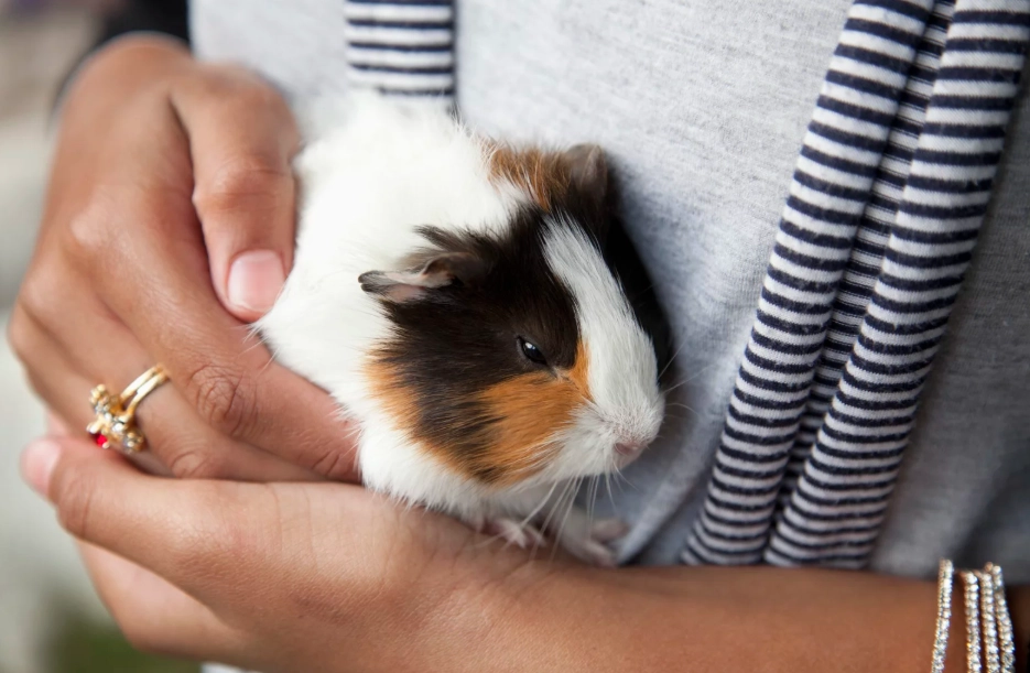 low maintenance small pets