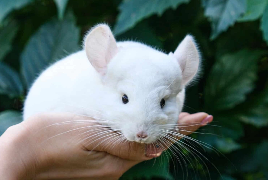 low maintenance cuddle pets