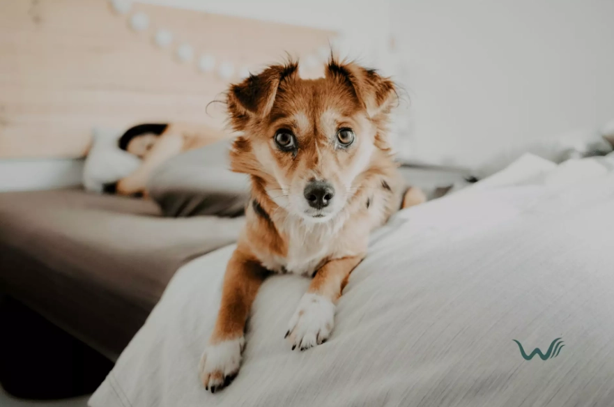 low maintenance pets for anxiety