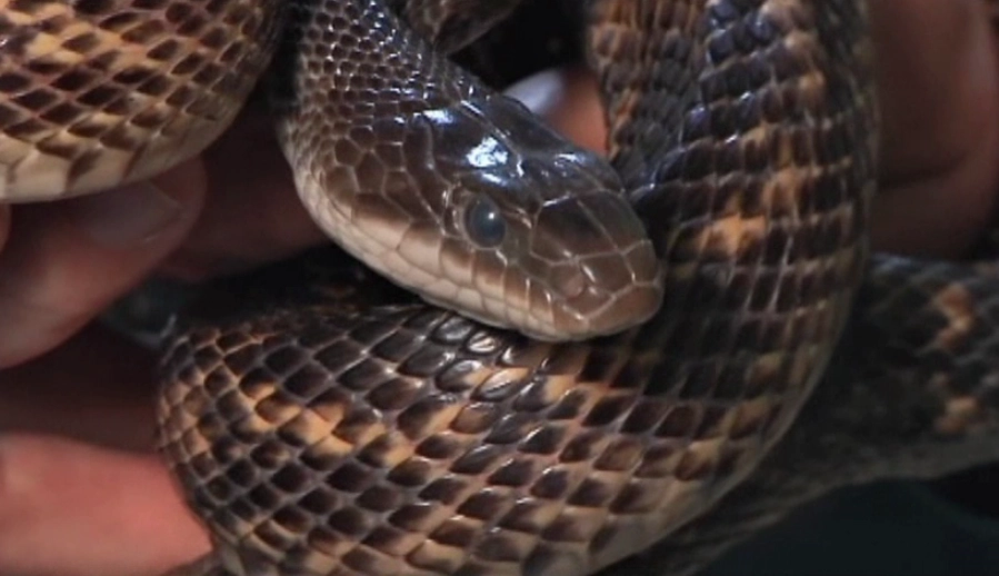 snake hunger signs snake hunger signs