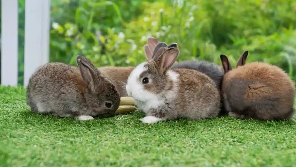 low maintenance pets that like to be held