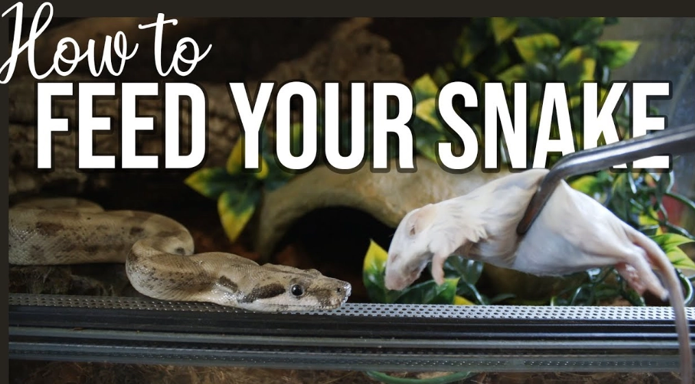 how much to feed a snake how much to feed a snake