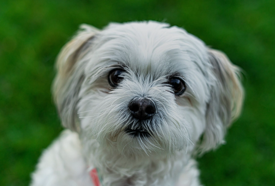 What is a small animal that likes being held?