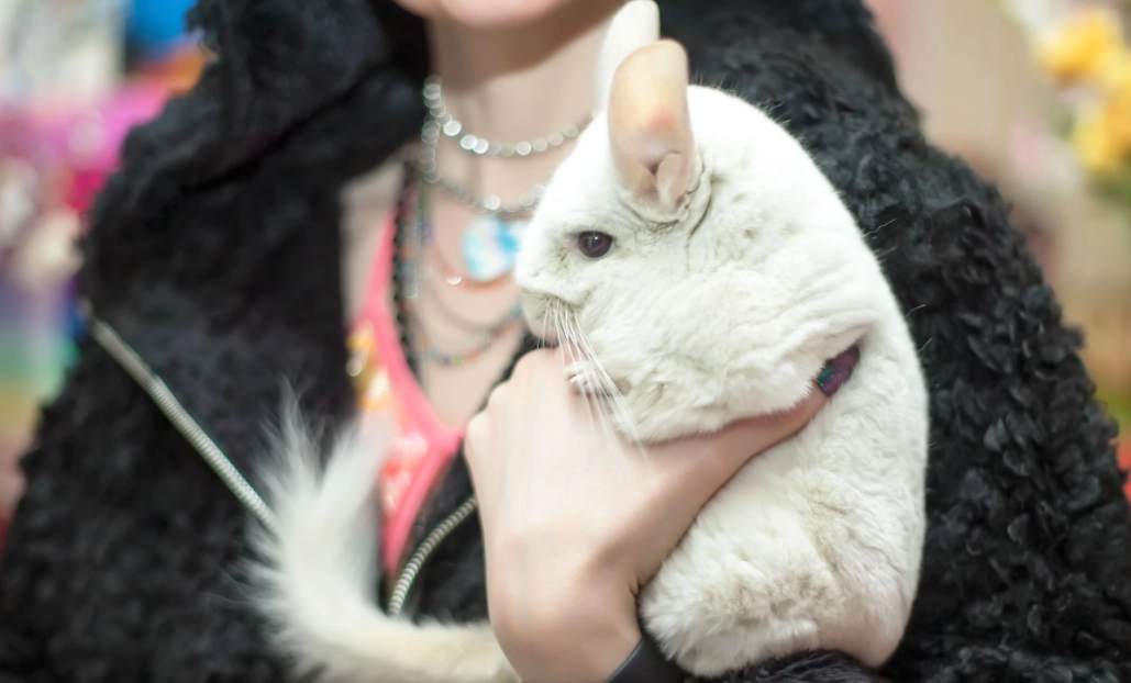 Best small pets for depression