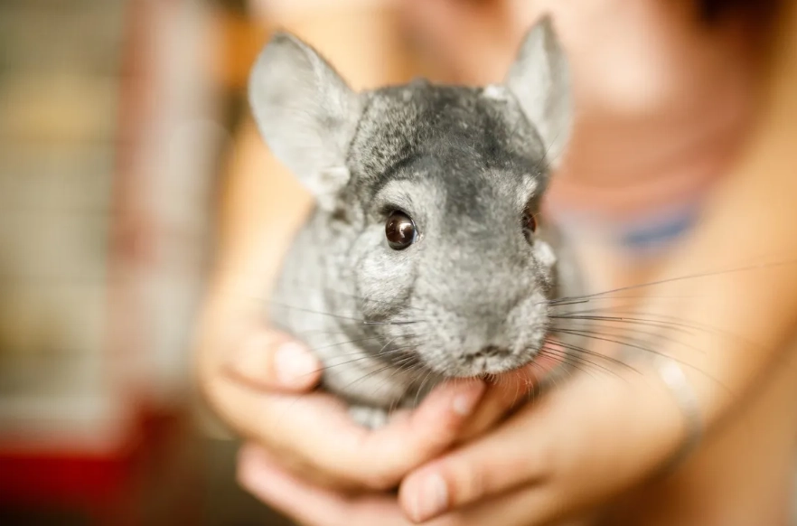 low maintenance pets