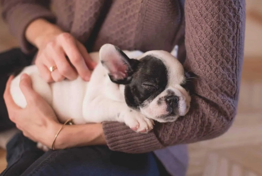 best small pets for adults