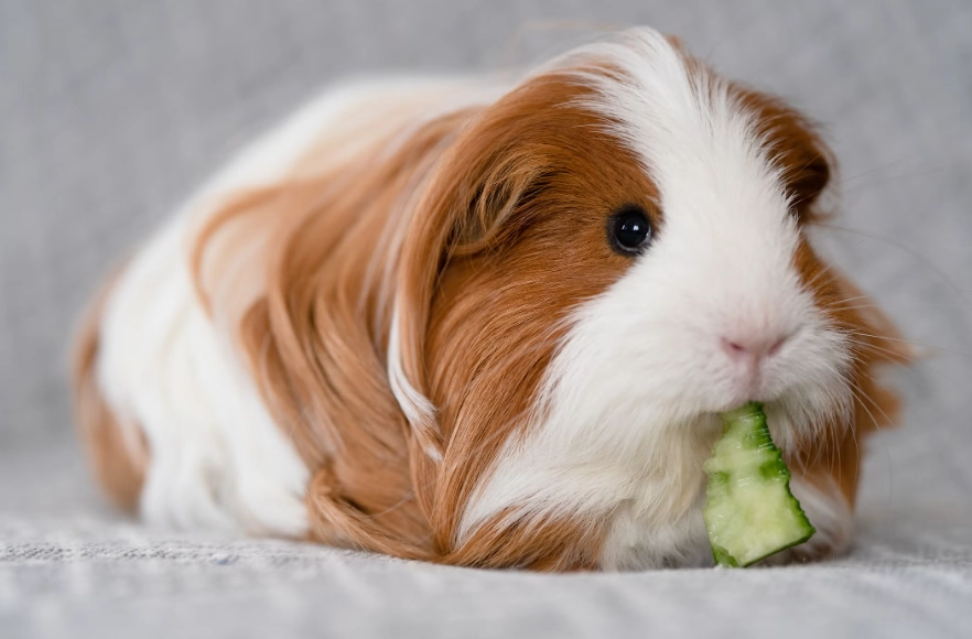 What is the easiest most low maintenance pet?