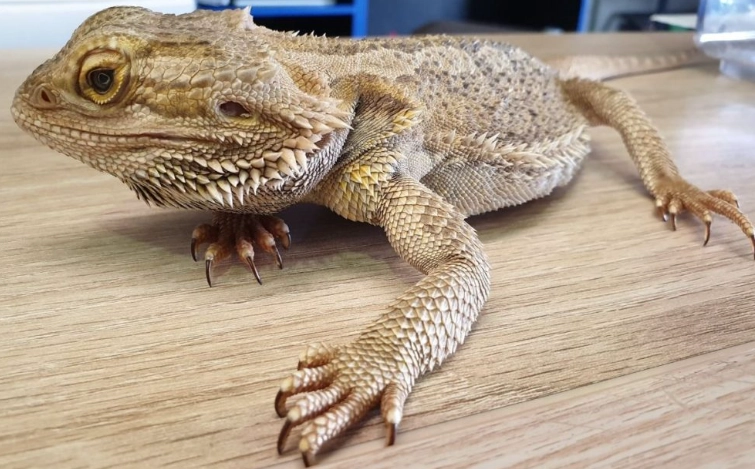 bearded dragon sick signs