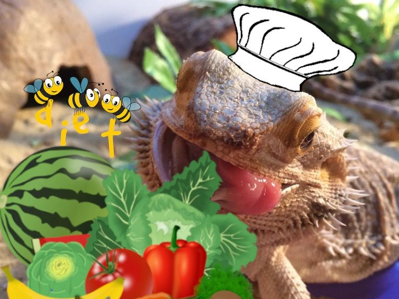 bearded dragon diet bearded dragon diet