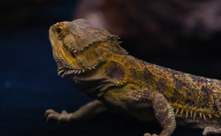 bearded dragon for sale