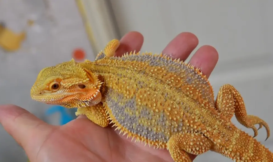 Bearded dragon price
