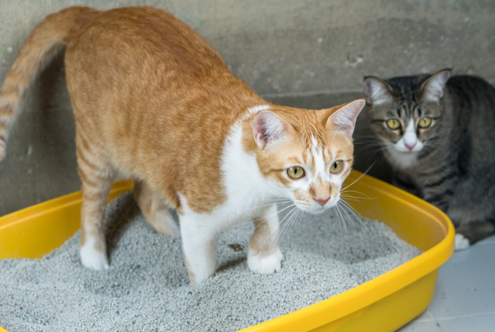 best cat litter veterinarians recommend