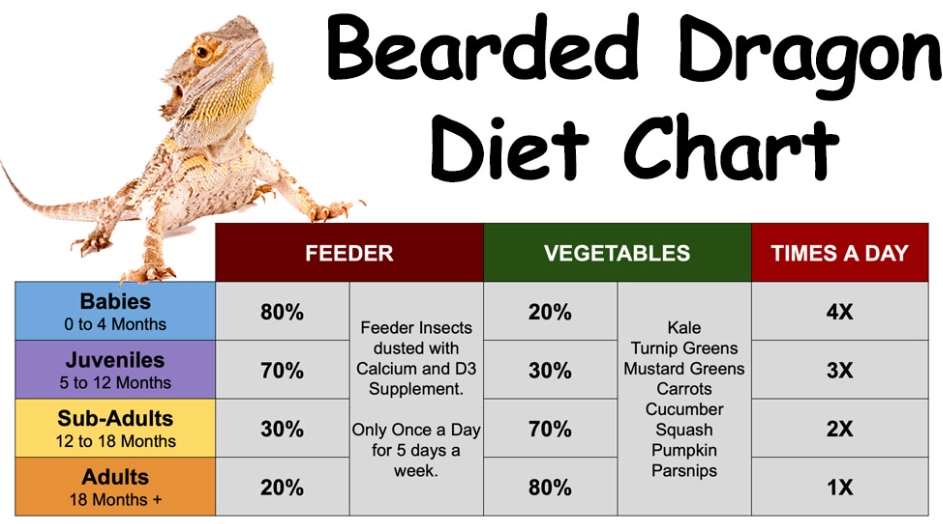 Bearded dragon diet