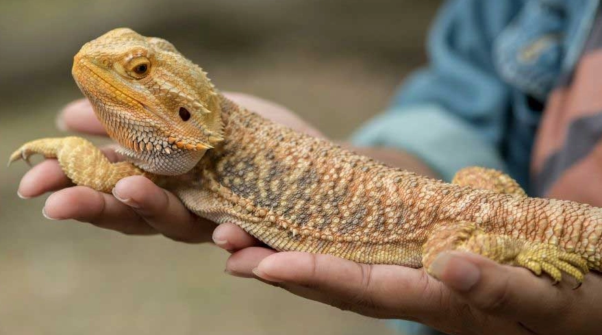 bearded dragon salmonella