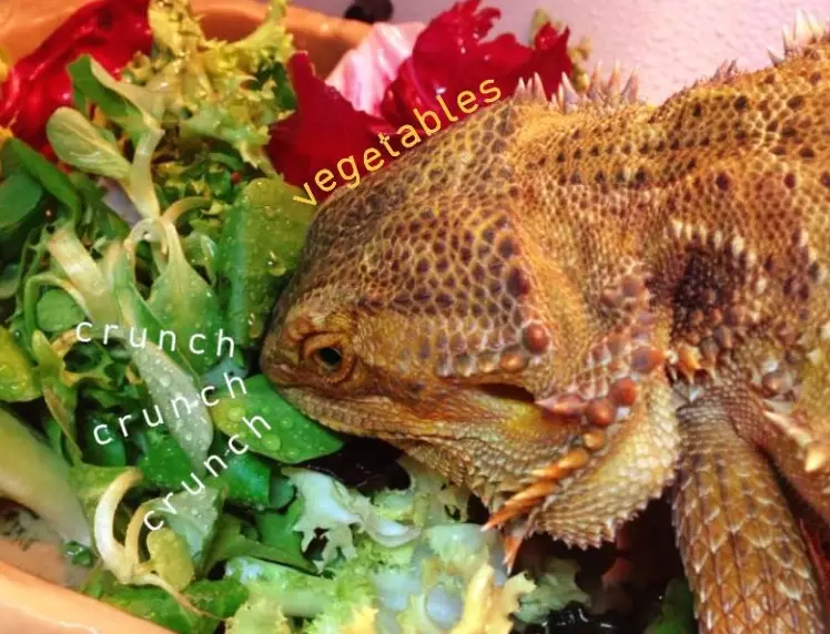 bearded dragon feeding schedule bearded dragon feeding schedule