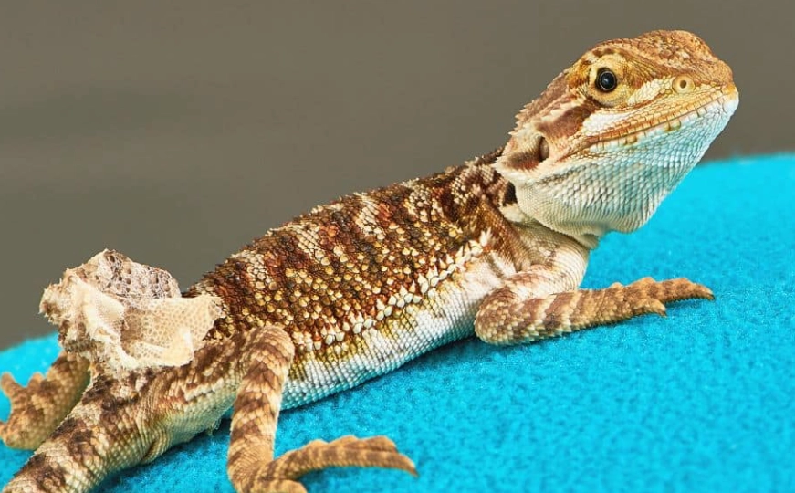 metabolic bone disease bearded dragon