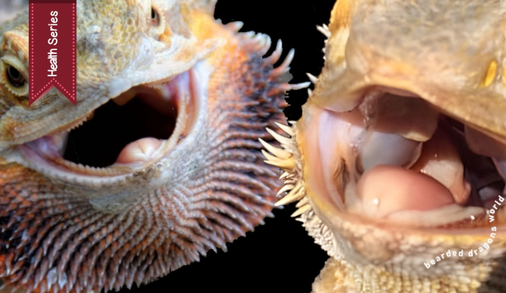 bearded dragon diarrhea