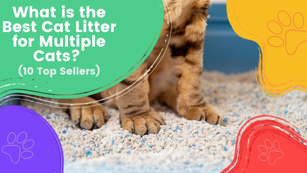 safe cat litter for cats