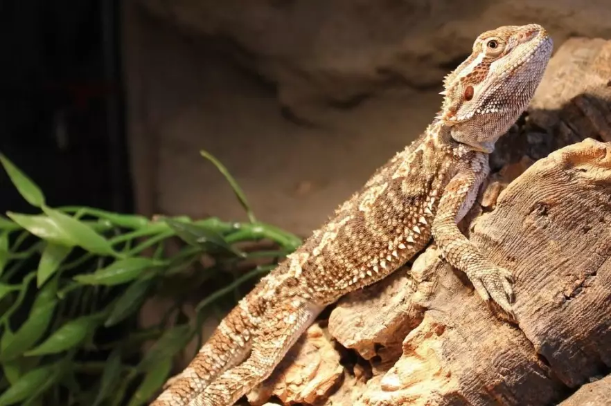 bearded dragon price