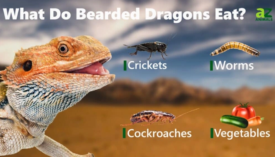 bearded dragon diet
