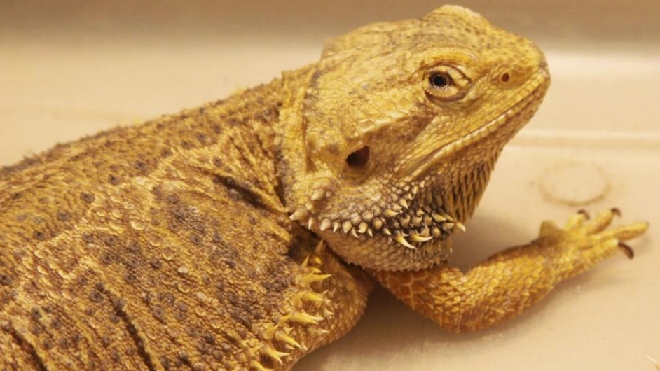 bearded dragon health problems