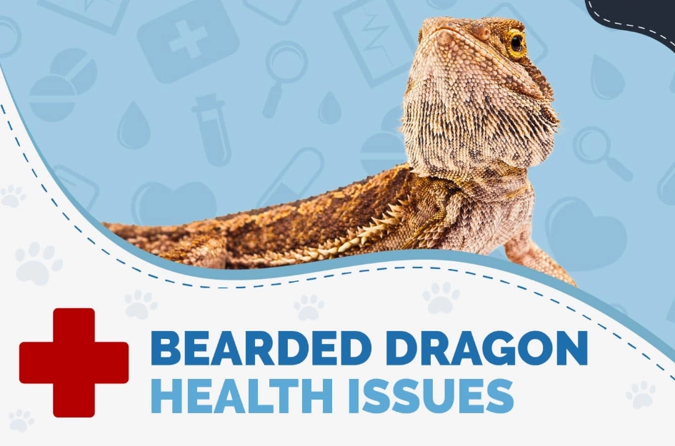 metabolic bone disease bearded dragon