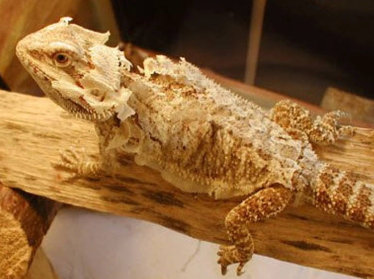 bearded dragon health problems