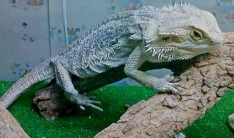 How do I tell if my bearded dragon is unhealthy?