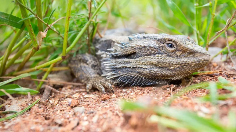 unhealthy bearded dragon symptoms