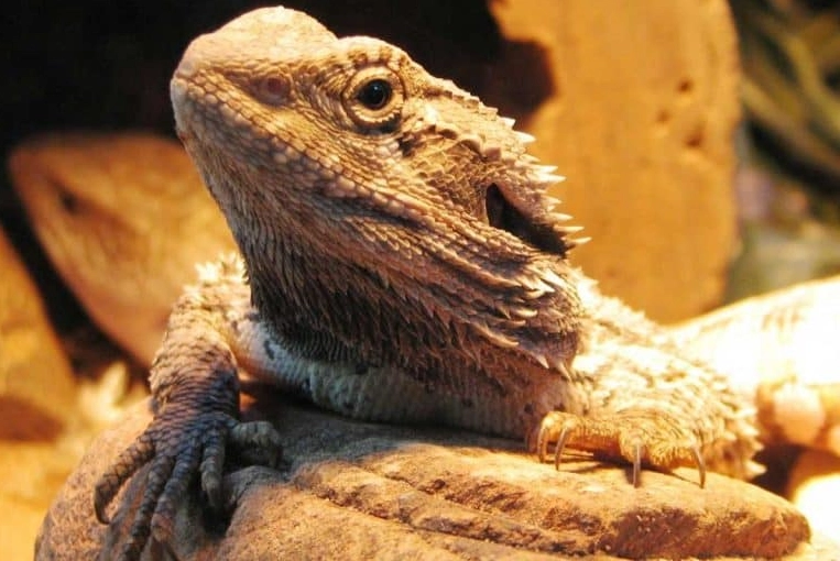 bearded dragon cost