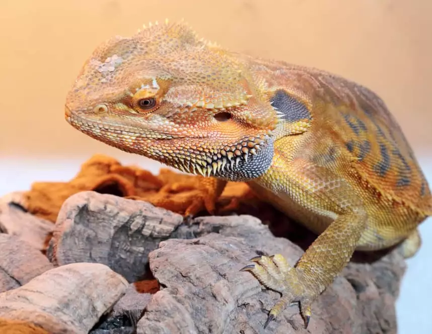 bearded dragon price