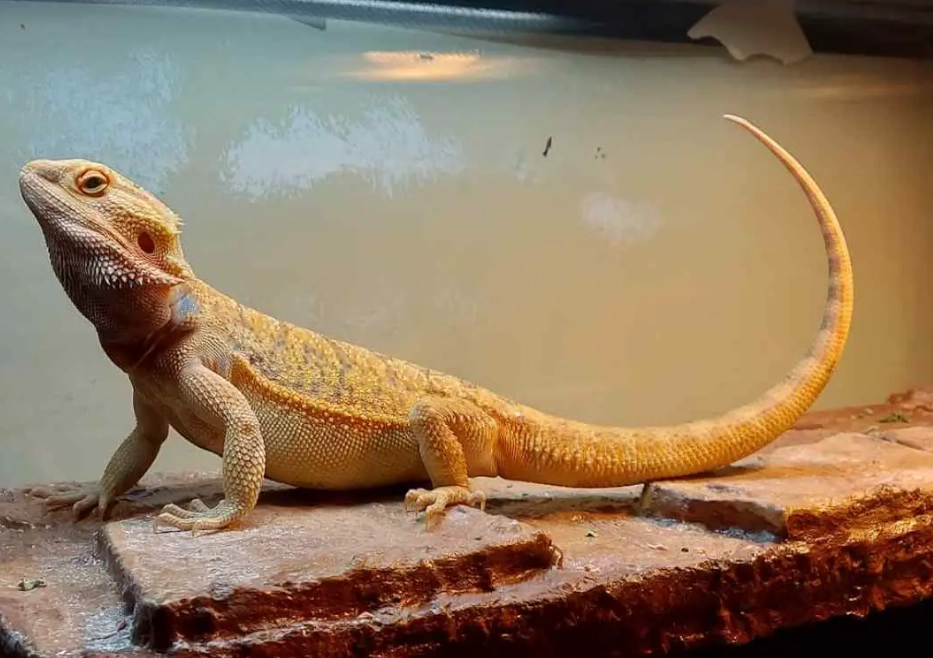 bearded dragon health problems
