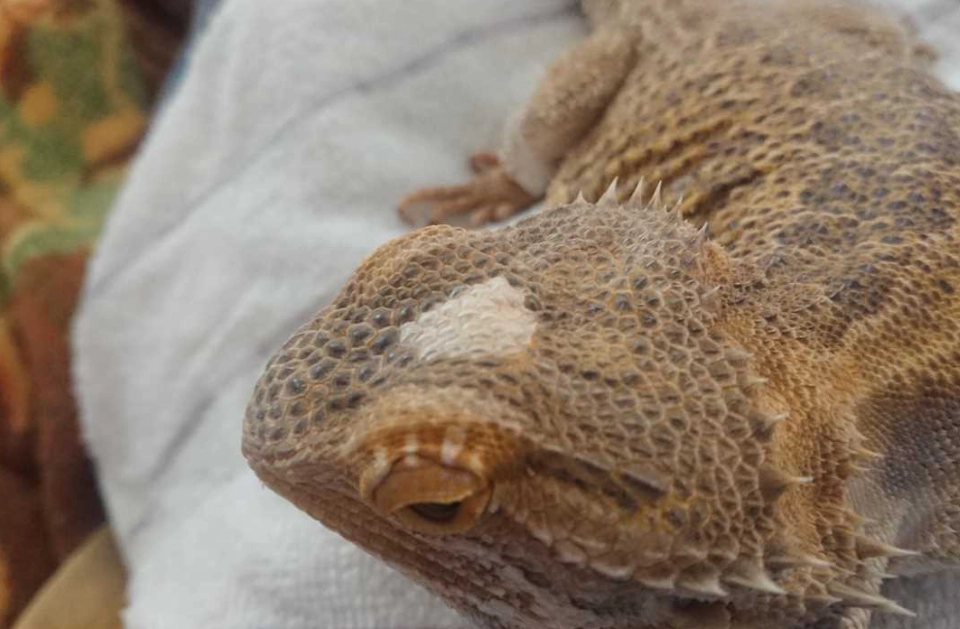 bearded dragon diarrhea